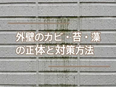 外壁のカビ・苔・藻の正体と対策方法★